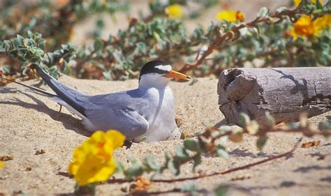 California Least Tern