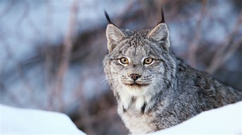 Canada Lynx