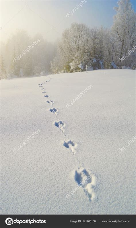 Deer Tracks in Snow