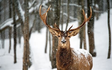Deer in Snow