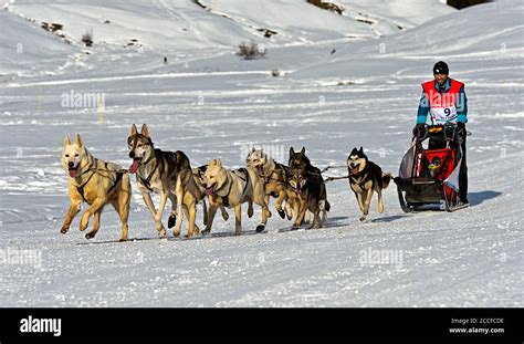 Dog Sled Team