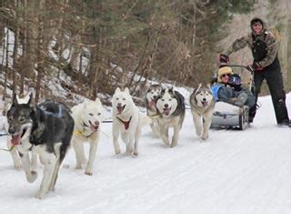 Dog Sledding in North Conway, NH