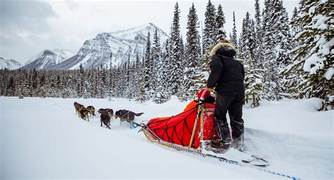 Dog sledding adventure