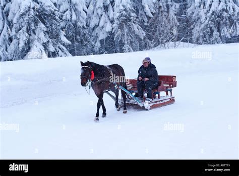 Horse-drawn sled in winter