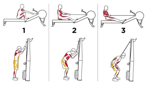 Muscles Used During SkiErg Workout