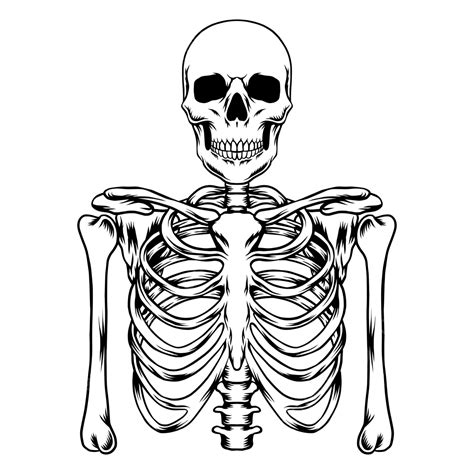 Skeleton
