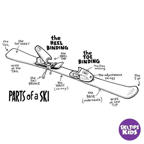 Ski Anatomy