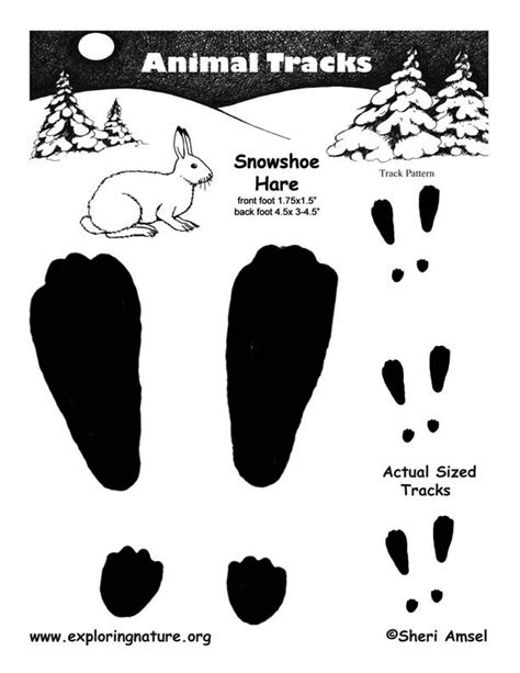 Snowshoe hare tracks