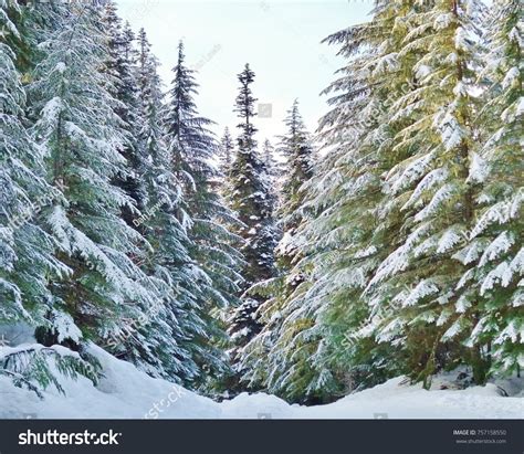 Snowy evergreens surround snowshoes.
