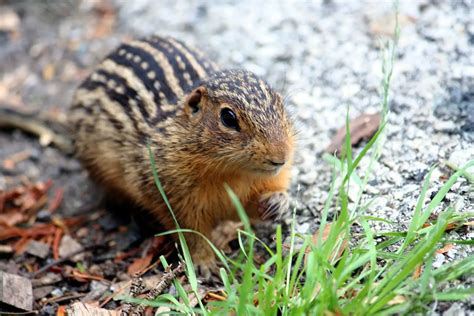Thirteen-lined Ground Squirrel