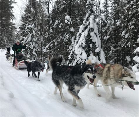 White Wilderness Sled Dog Adventures